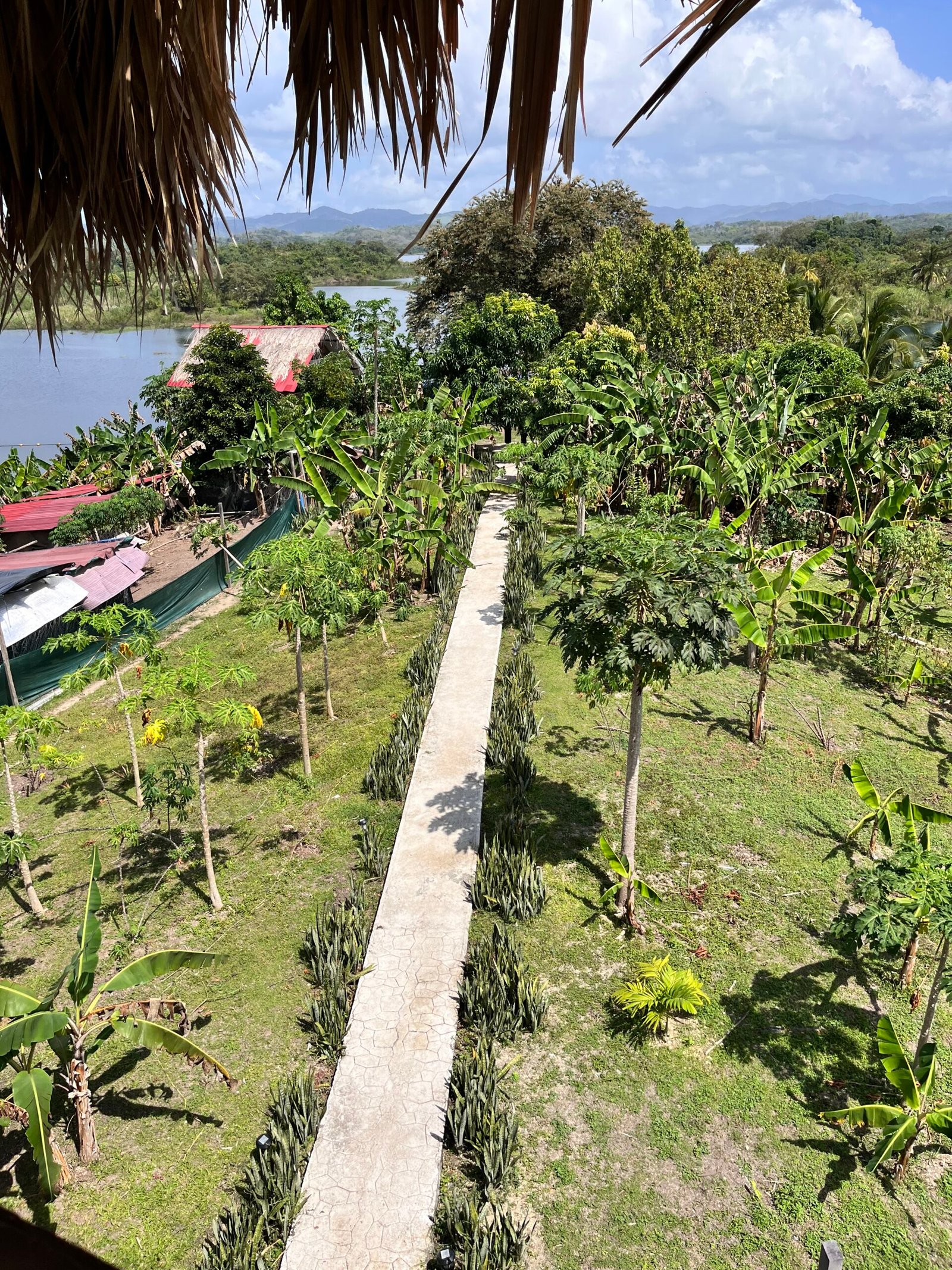 Vegetación en Kairos Island