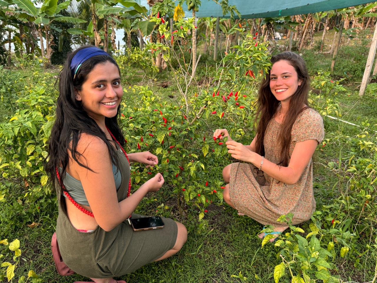 Cosecha en Kairos Island